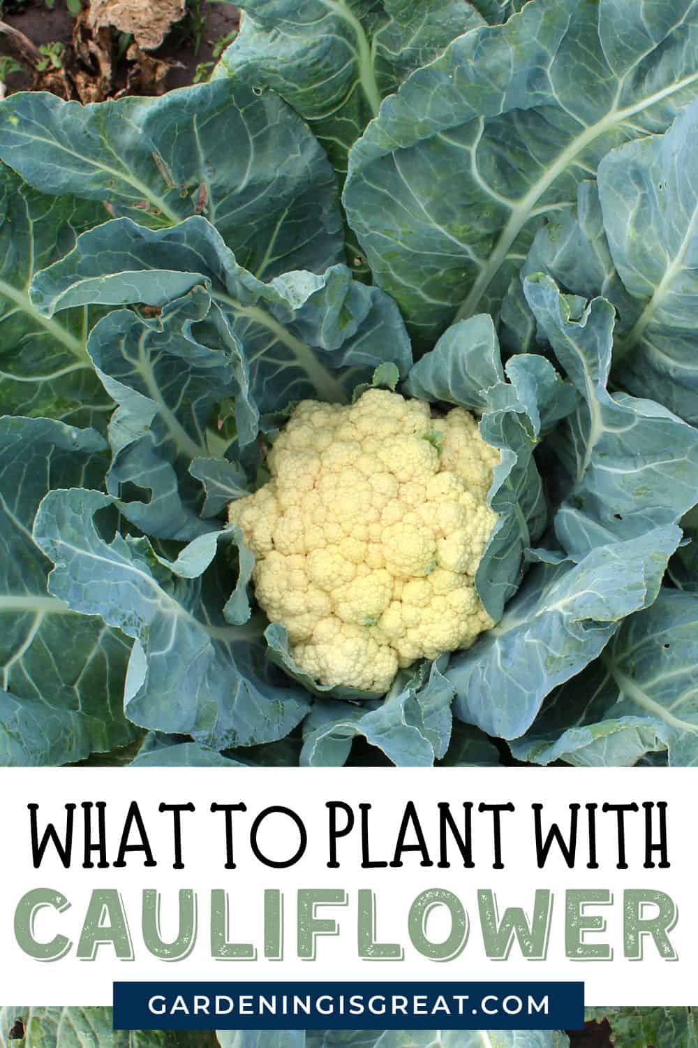 cauliflower companion plants