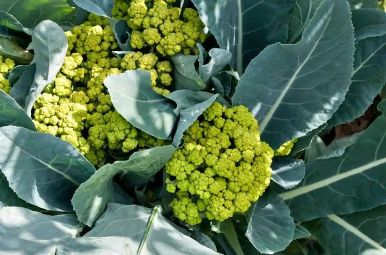 8 Ideal Cauliflower Companion Plants