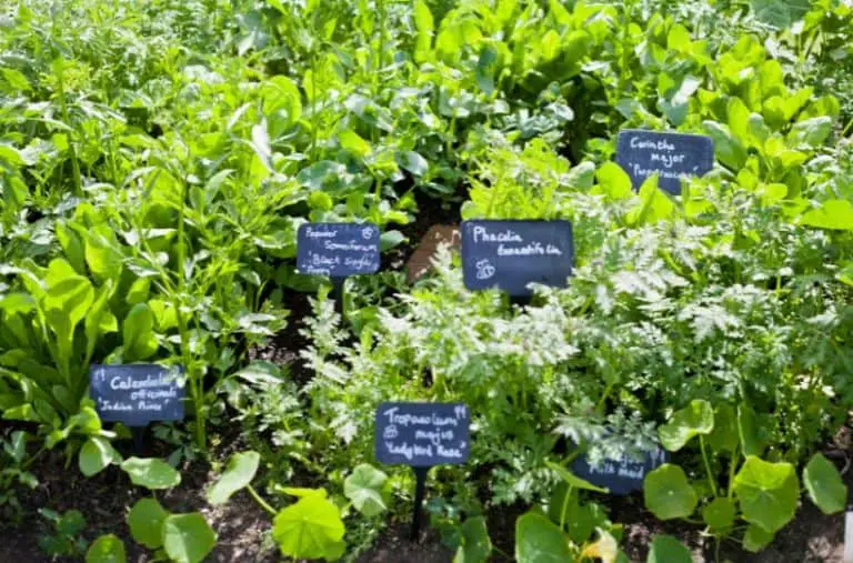 Top 10 Medicinal Herbs to Grow In Your Garden