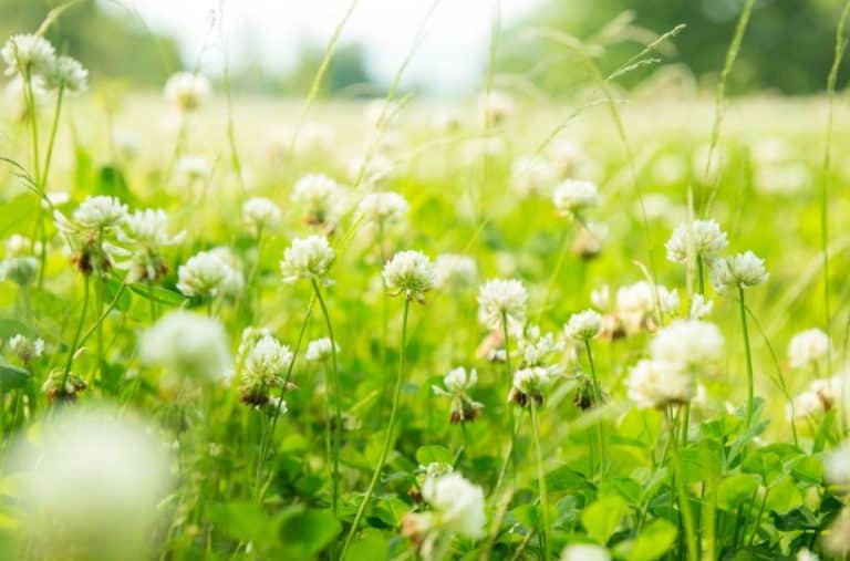 Eco-Friendly Alternatives to Lawn Grass