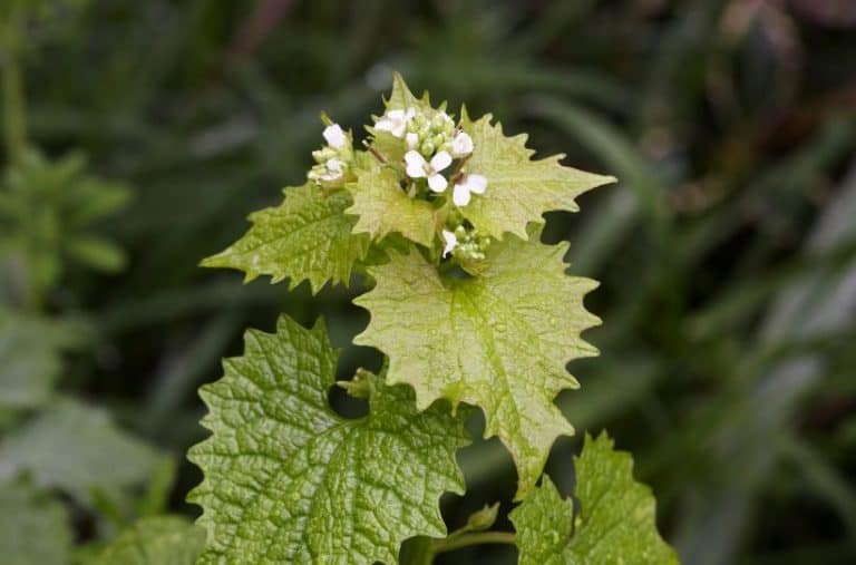 10 Common Edible Weeds You May Have Growing in Your Garden