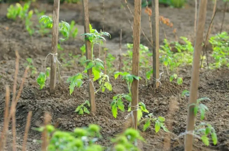 Tomato Plant Spacing: How To Place Your Tomatoes in The Garden