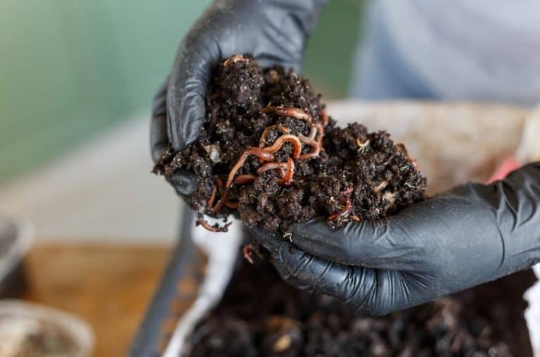 A Step-by-Step Guide to Vermicomposting