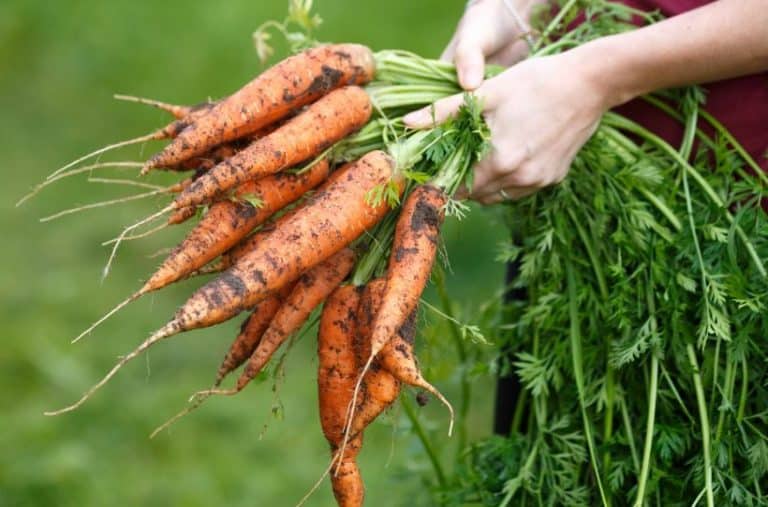 Harvesting Carrots: When and How To Pick Carrots