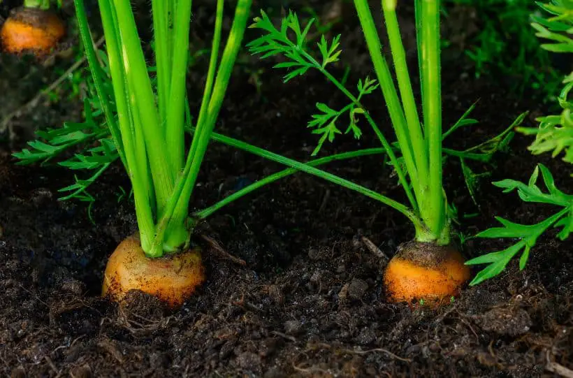 carrots in garden