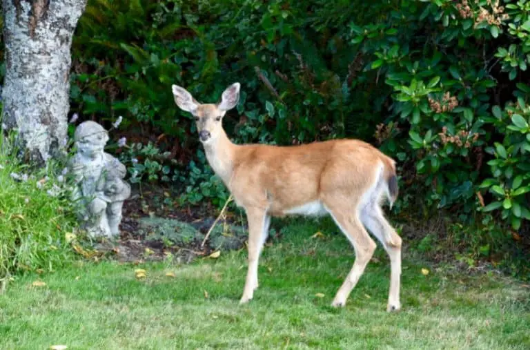 How To Attract Deer To Your Backyard