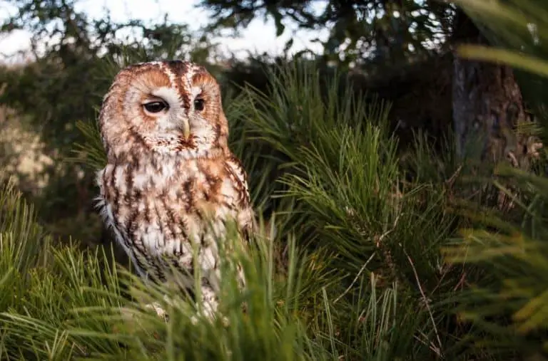 How To Attract Owls To Your Backyard