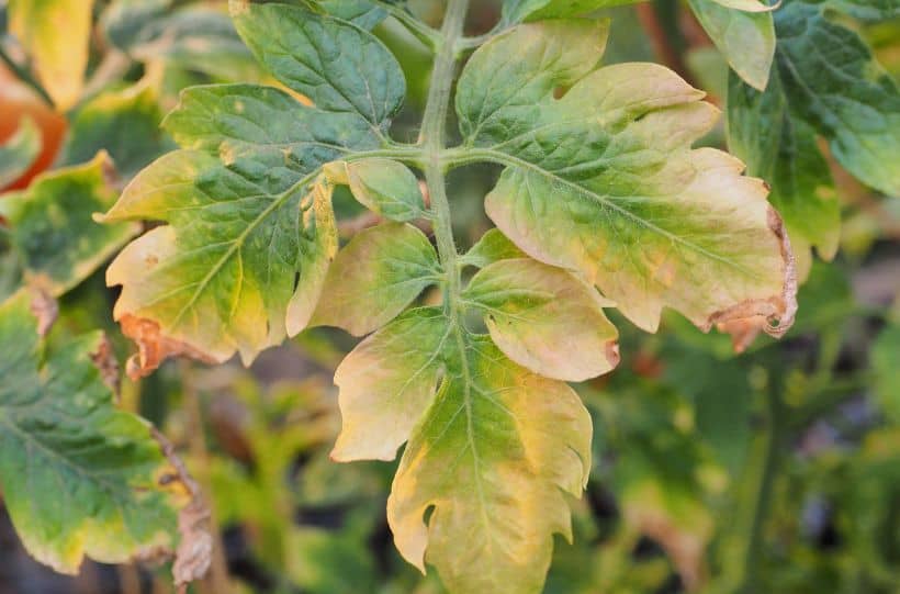 tomato leaf deficiency