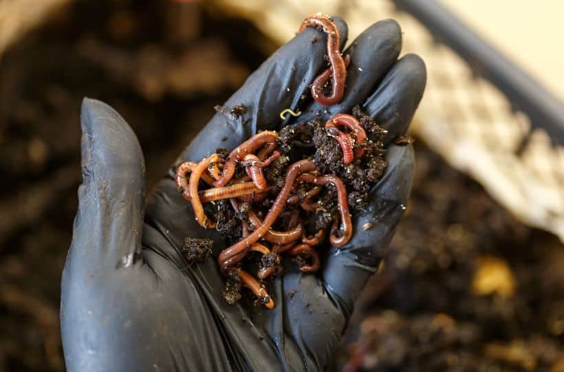 worms on the hand for vermicomposting