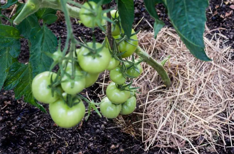 organic mulching tomatoes