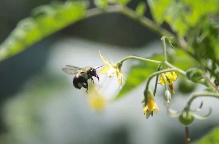 How To Attract Pollinators To A Vegetable Garden
