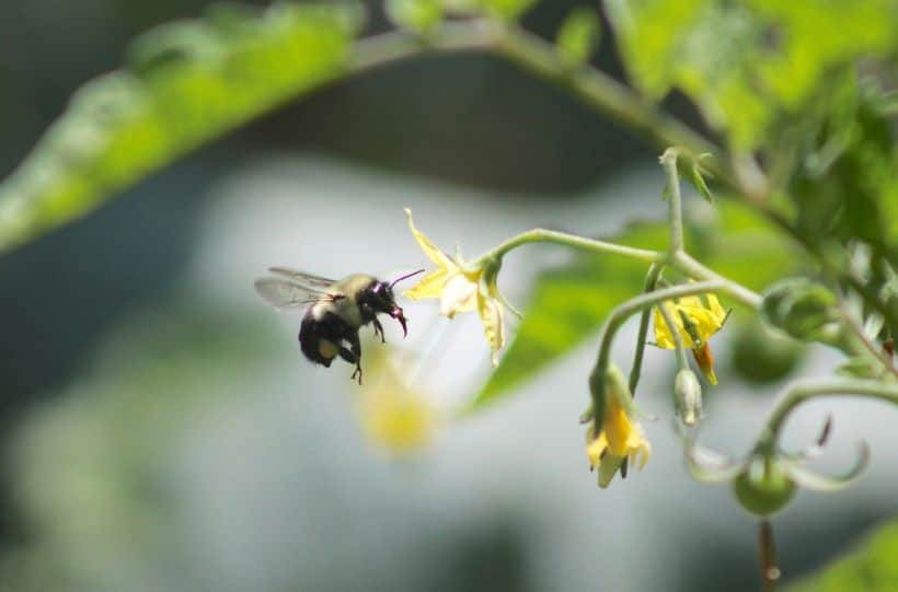 bee pollinating tomatoes