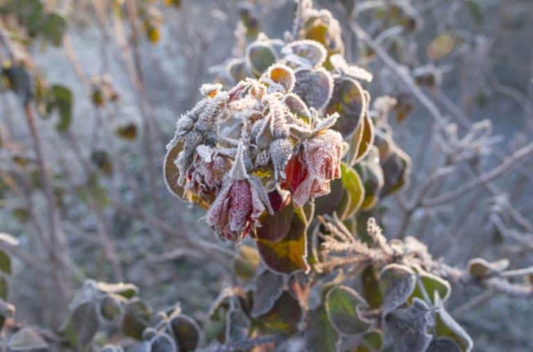 Winterize Roses Plants How to Winterize Roses – Gardening is Great