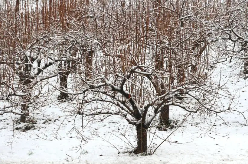 fruit trees winter