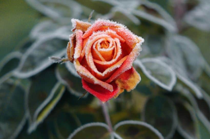 rose in winter