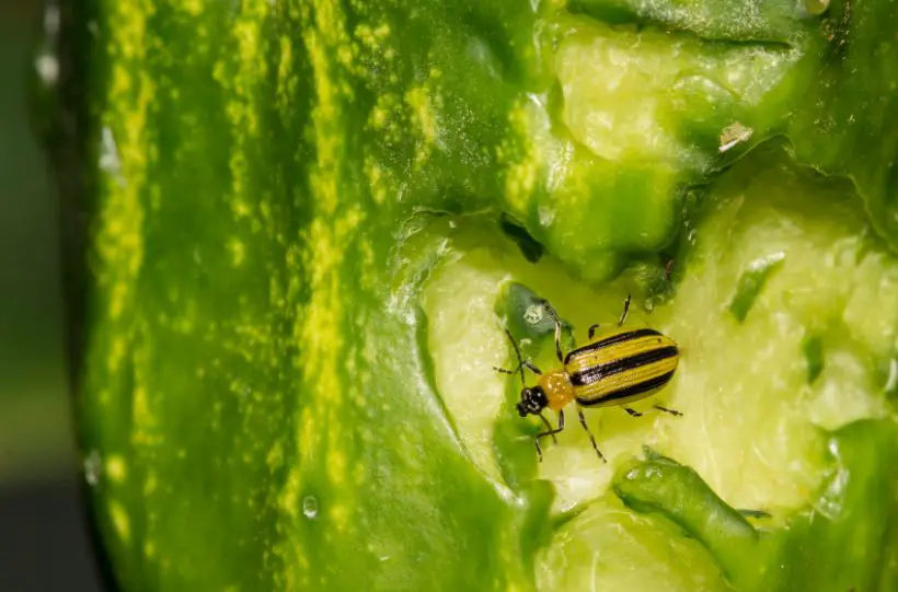cucumber beetle