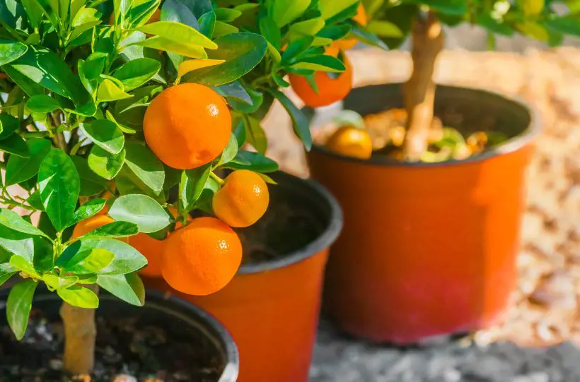 grow citrus in containers