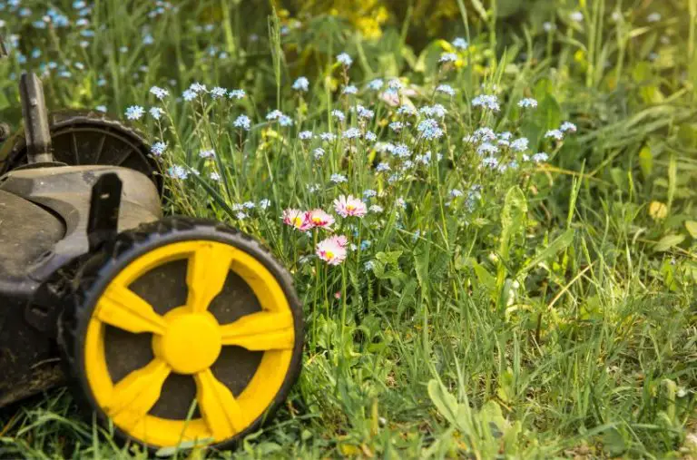 How to Participate in No-Mow May and Save the Bees