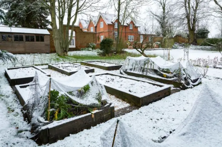 What to Plant For a Winter Vegetable Garden