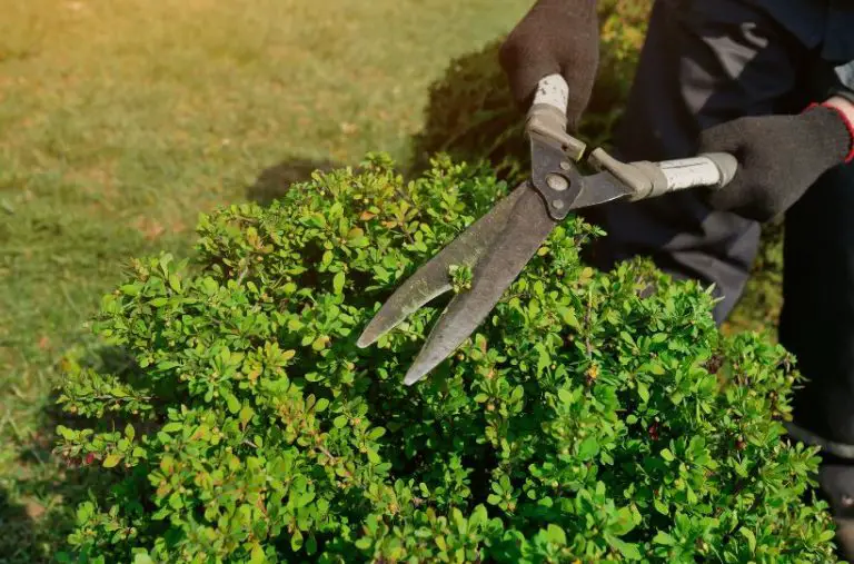 How to Prune and Shape Your Garden Shrubs and Bushes