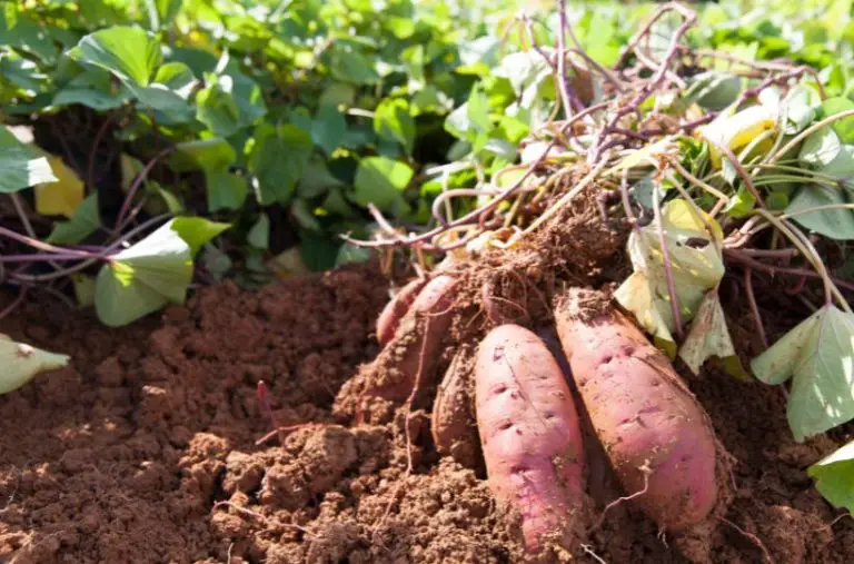5 of the Best Sweet Potato Companion Plants