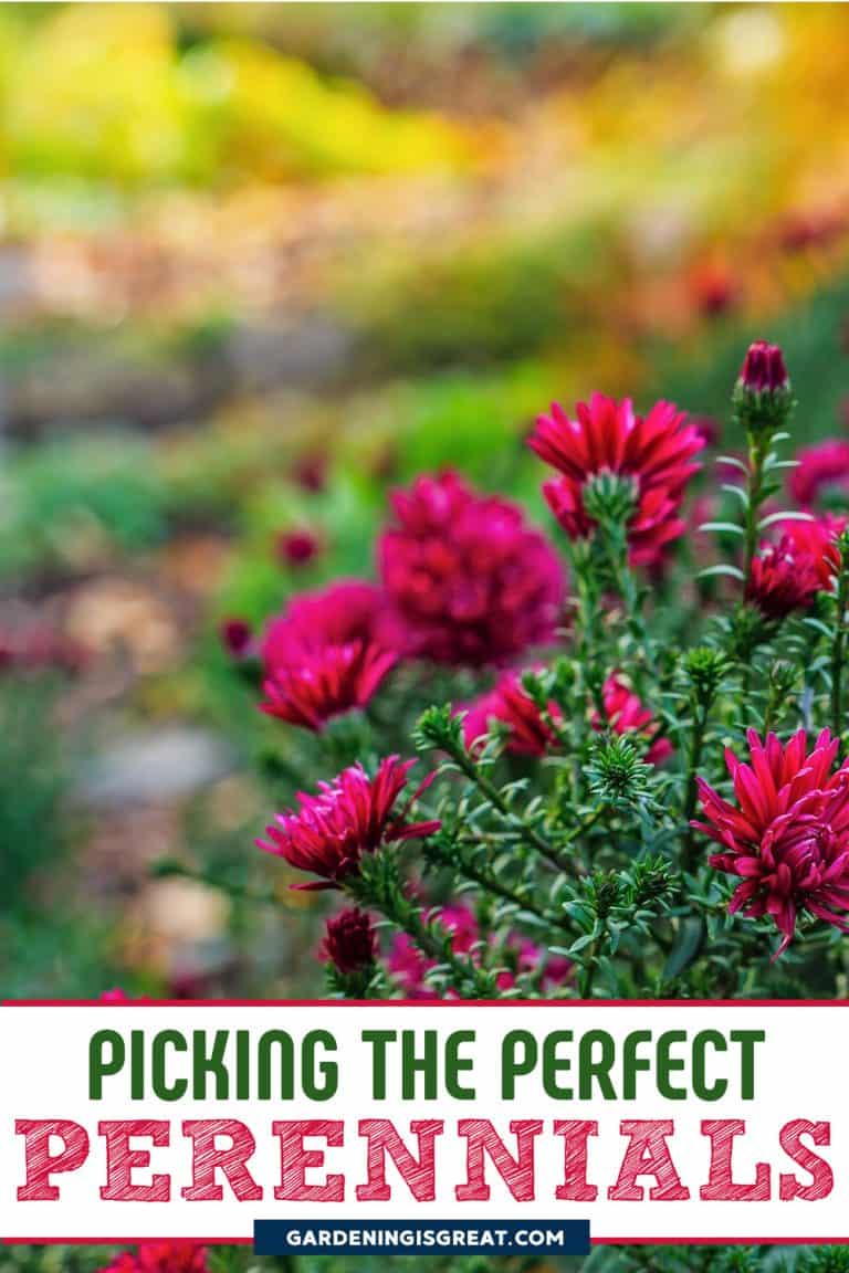 How to Pick The Perfect Perennials for Your Garden Gardening is Great