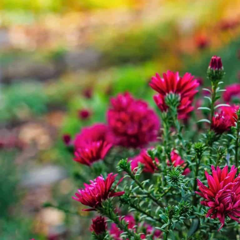 How to Pick The Perfect Perennials for Your Garden