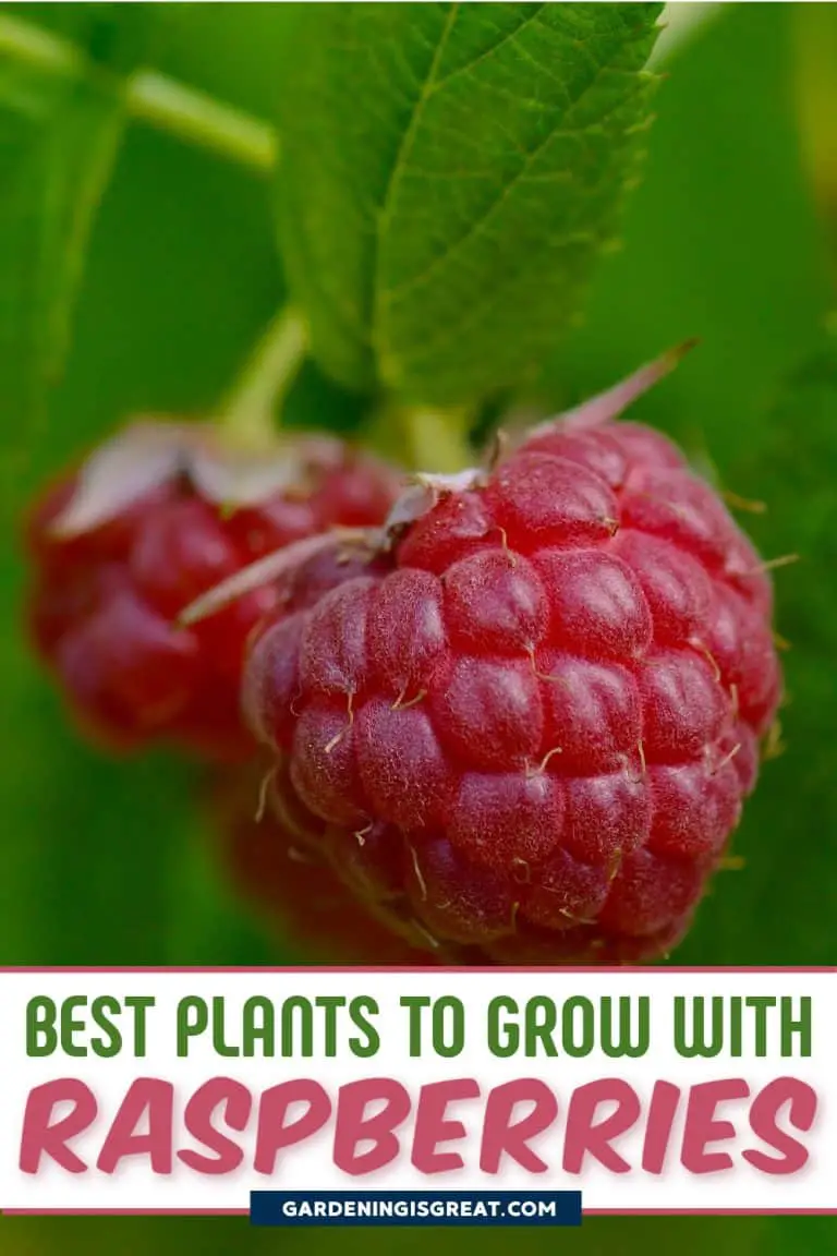 9 Of The Best Raspberry Companion Plants | Gardening Is Great