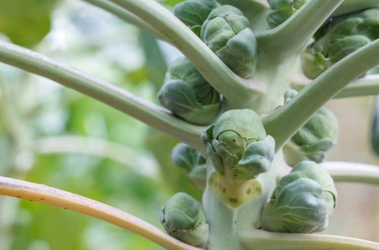 10 Best Brussel Sprouts Companion Plants