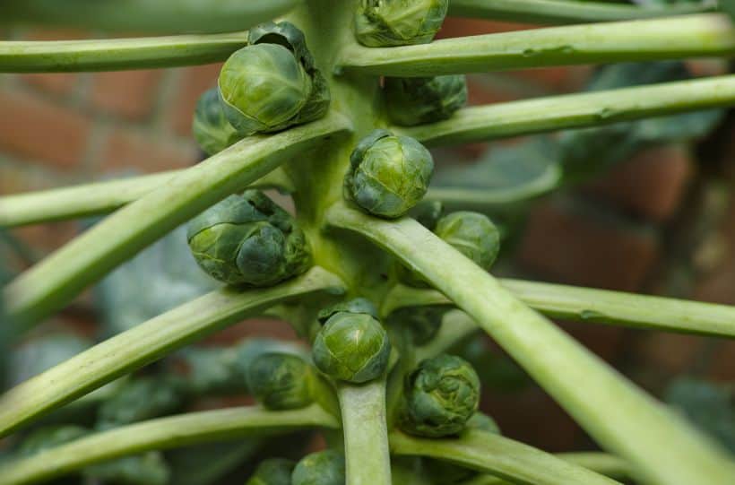 brussel sprouts growing