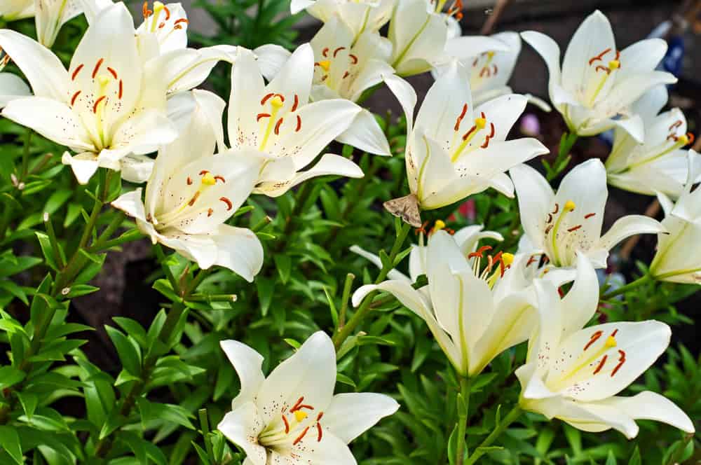 Lily Flower Outdoor