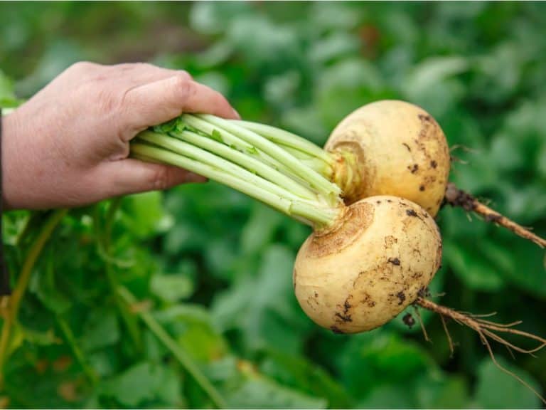 6 Beneficial Turnip Companion Plants (And 4 Plants To Avoid)