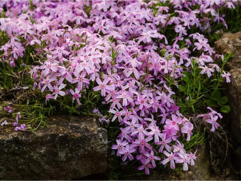11 Pollinator-Friendly Purple Perennial Flowers For Your Garden