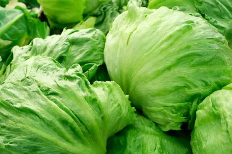 Growing and Caring for Iceberg Lettuce in The Garden