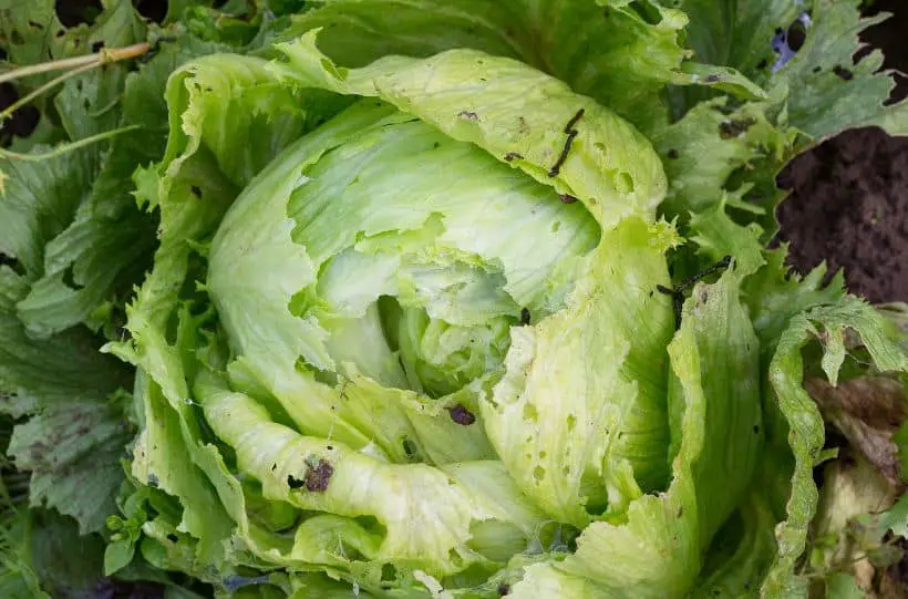 slug eaten iceberg lettuce
