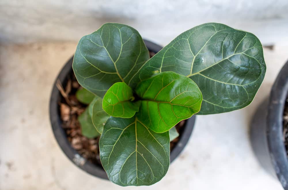 Little Fiddle leaf fig tree in a black pot, top view.