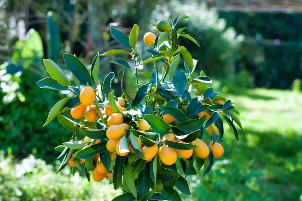 Closeup of kumquat on the plant