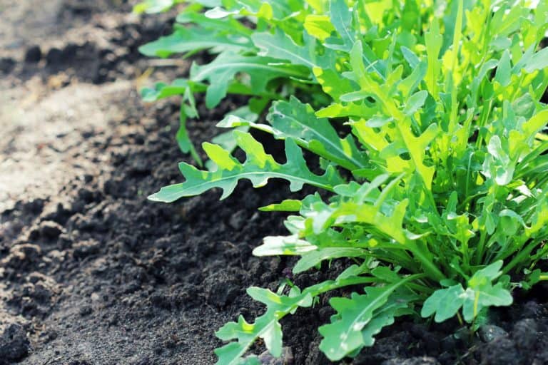 Arugula plant growing in organic vegetable garden