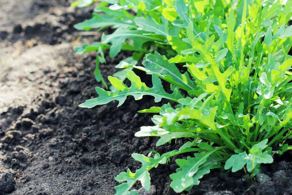 Arugula plant growing in organic vegetable garden