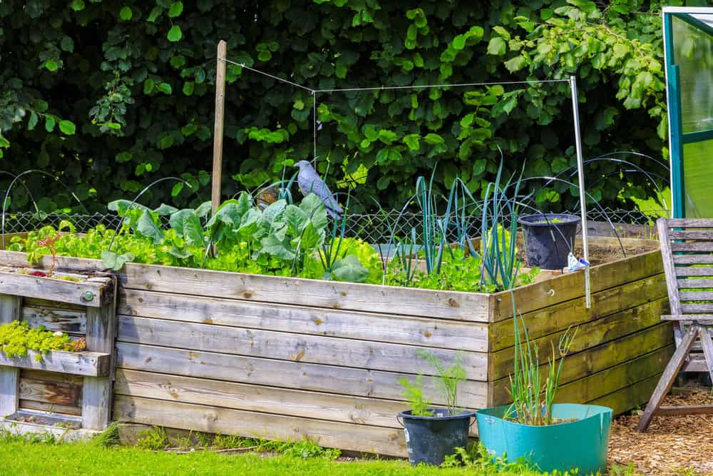 raised bed